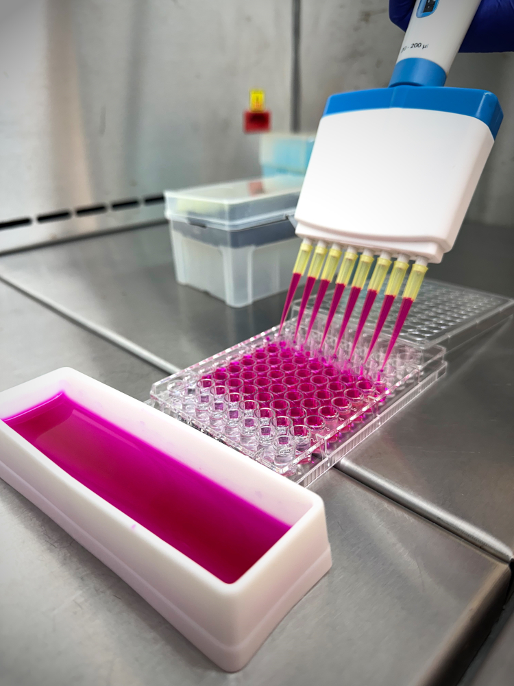 nucelo-vitro-11